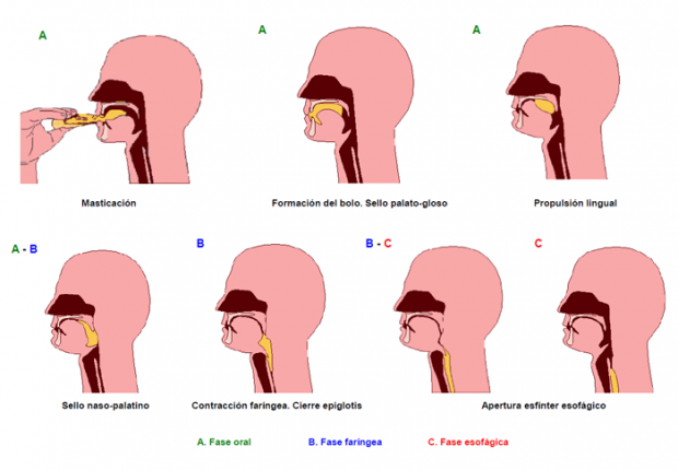 Fases De La Degluci n Fase Oral Fase Faringea Y Fase Esof gica Fases De La Degluci n Fase Oral Fase Faringea Y Fase Esof gica