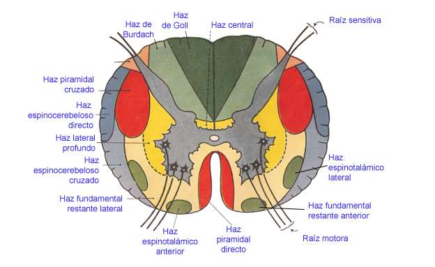 Los haces nerviosos responsables de transmitir la información entre el cerebro y el resto del cuerpo están organizados topográficamente en la médula espinal, como vemos en un corte transversal