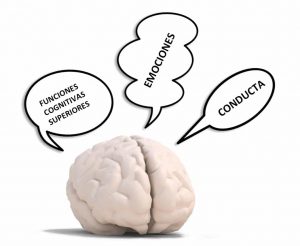 La Neuropsicología es la disciplina que estudia y atiende las relaciones entre las estructuras y distintas áreas del cerebro y las funciones cognitivas superiores, las emociones y la conducta