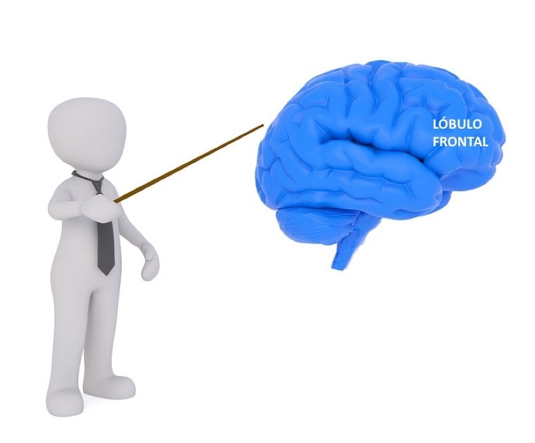 El lóbulo frontal es el encargado de controlar la mayoría de las capacidades relacionadas con la personalidad y las conductas de las personas