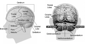 Parietal derecho